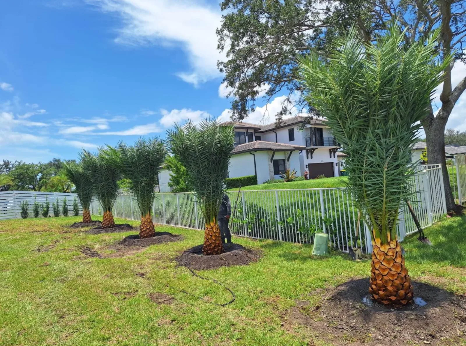 Newly installed palms and fresh sod on a Pompano Beach lawn